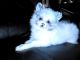 Pomeranian Puppies for sale in Cleveland, OH 44113, USA. price: $500