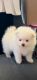 Pomeranian Puppies for sale in Bakersfield, CA 93306, USA. price: $1,500