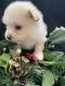 Pomeranian Puppies for sale in Barnegat, New Jersey. price: $500