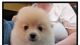 Pomeranian Puppies for sale in St. paul, Minnesota. price: $500