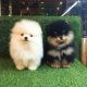 Pomeranian Puppies for sale in Philadelphia, Pennsylvania. price: $550