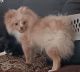 Pomeranian Puppies for sale in Lincoln, NE, USA. price: $900