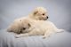 Pomeranian Puppies for sale in Honolulu, Hawaii. price: $2,000