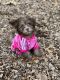 Pomeranian Puppies for sale in Enfield, Connecticut. price: $1,600