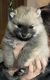 Pomeranian Puppies for sale in Cohoes, New York. price: NA