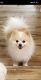 Pomeranian Puppies for sale in Sterling Heights, Michigan. price: $500