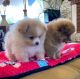 Pomeranian Puppies for sale in Columbus, Ohio. price: $400