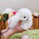 Pomeranian Puppies for sale in Tampa, Florida. price: $400