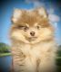 Pomeranian Puppies for sale in Davie, Florida. price: $2,500