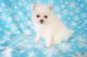 Pomeranian Puppies for sale in Forsyth County, GA, USA. price: $1,975
