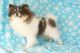 Pomeranian Puppies for sale in Forsyth County, GA, USA. price: $1,850