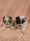 Pomeranian Puppies for sale in Albuquerque, NM, USA. price: $1,800