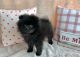 Pomeranian Puppies for sale in Webster, FL 33597, USA. price: $1,200