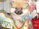 Pomeranian Puppies for sale in Hammond, IN, USA. price: $90,000