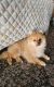 Pomeranian Puppies for sale in Bossley Park, New South Wales. price: $2,300