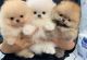 Pomeranian Puppies for sale in Miami, Florida. price: $400