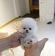 Pomeranian Puppies for sale in Fresno, California. price: $350