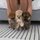 Pomeranian Puppies for sale in New Orleans, Louisiana. price: $400