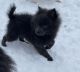 Pomeranian Puppies for sale in Yacolt, Washington. price: $1,000