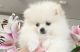 Pomeranian Puppies for sale in Chicago, Illinois. price: $500