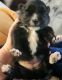 Pomeranian Puppies for sale in Lorain, Ohio. price: $600