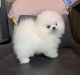 Pomeranian Puppies for sale in Los Angeles, California. price: NA