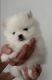 Pomeranian Puppies for sale in Lansing, MI, USA. price: $587
