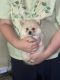 Pomeranian Puppies for sale in Hawkesbury, New South Wales. price: $1,800