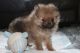Pomeranian Puppies for sale in Shamong Township, New Jersey. price: $600