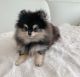 Pomeranian Puppies for sale in Cheyenne, Wyoming. price: $550