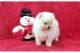 Pomeranian Puppies for sale in Falls City, Oregon. price: $600