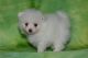 Pomeranian Puppies for sale in Birmingham, Alabama. price: NA