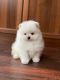 Pomeranian Puppies for sale in Tallahassee, Florida. price: $800