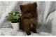 Pomeranian Puppies for sale in Chuathbaluk, Alaska. price: $600