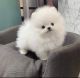 Pomeranian Puppies for sale in Providence, Rhode Island. price: NA