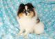 Pomeranian Puppies for sale in Dawsonville, GA 30534, USA. price: $1,750