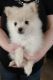 Pomeranian Puppies for sale in Amarillo, TX 79109, USA. price: $800