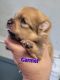 Pomeranian Puppies for sale in Greeneville, TN, USA. price: $2,000