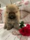 Pomeranian Puppies for sale in Vancouver, British Columbia. price: $2,500
