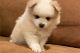 Pomeranian Puppies for sale in Los Angeles, California. price: $350