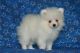 Pomeranian Puppies for sale in Los Angeles, California. price: $550