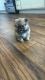 Pomeranian Puppies for sale in Rocky Mount, Virginia. price: $650