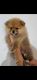 Pomeranian Puppies for sale in Campbelltown, New South Wales. price: $1,000