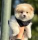 Pomeranian Puppies for sale in Studio City, California. price: $1,500