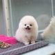Pomeranian Puppies for sale in Abbeville, Alabama. price: $50,000