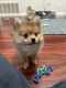 Pomeranian Puppies for sale in Austin, Texas. price: $3,000