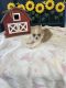 Pomeranian Puppies for sale in St Landry, LA 71367, USA. price: $1,100