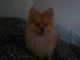 Pomeranian Puppies for sale in Boondall, Queensland. price: $800