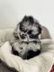 Pomeranian Puppies for sale in Orlando, FL, USA. price: $2,500