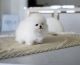 Pomeranian Puppies for sale in Los Angeles, California. price: $600